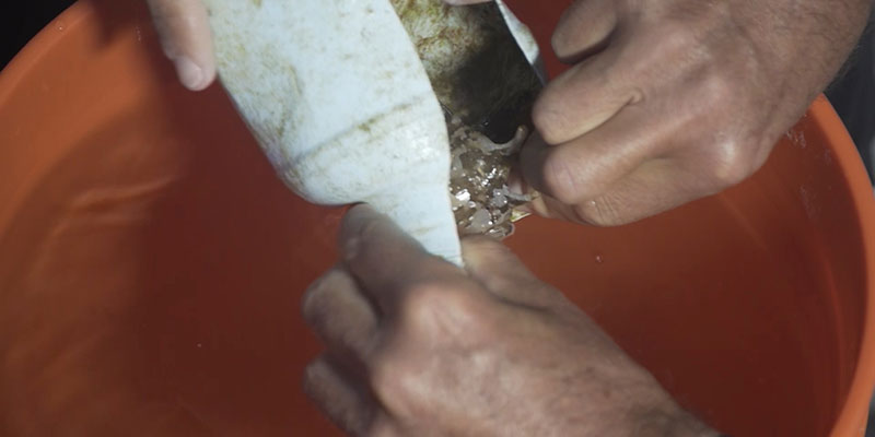 Un poisson coincé dans un bouteille