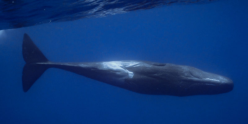 Swimming with whales